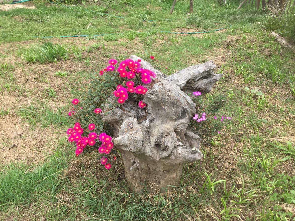 Вилла Quinta Boavista Cercal do Alentejo Экстерьер фото